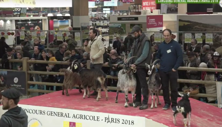 De retour de Paris La Chèvre des Pyrénées